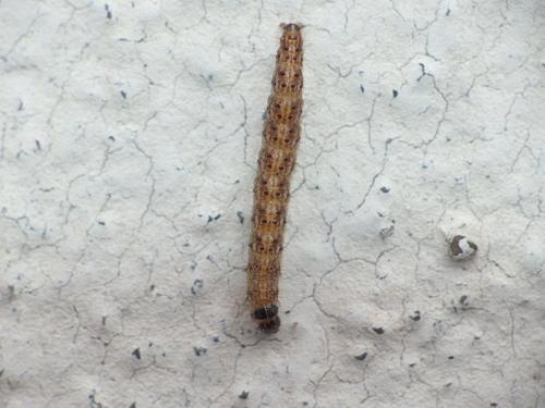 Bryotropha sp.